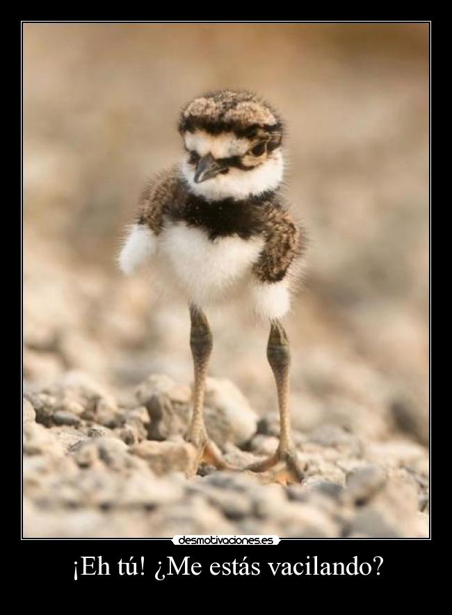 ¡Eh tú! ¿Me estás vacilando? - 