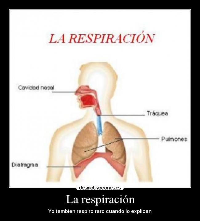 La respiración - Yo tambien respiro raro cuando lo explican