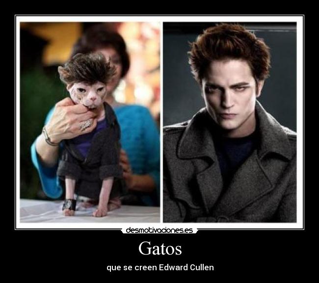 Gatos - que se creen Edward Cullen