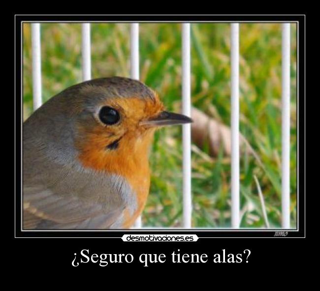 ¿Seguro que tiene alas? - 