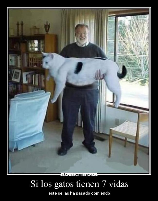 Si los gatos tienen 7 vidas - este se las ha pasado comiendo