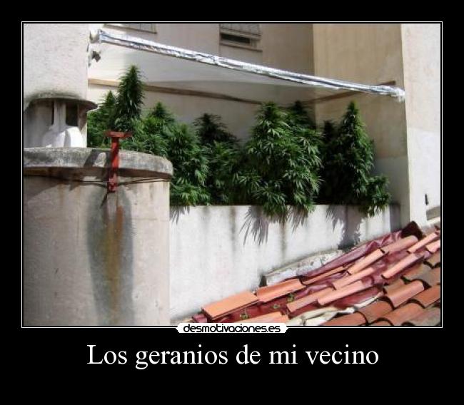 Los geranios de mi vecino -