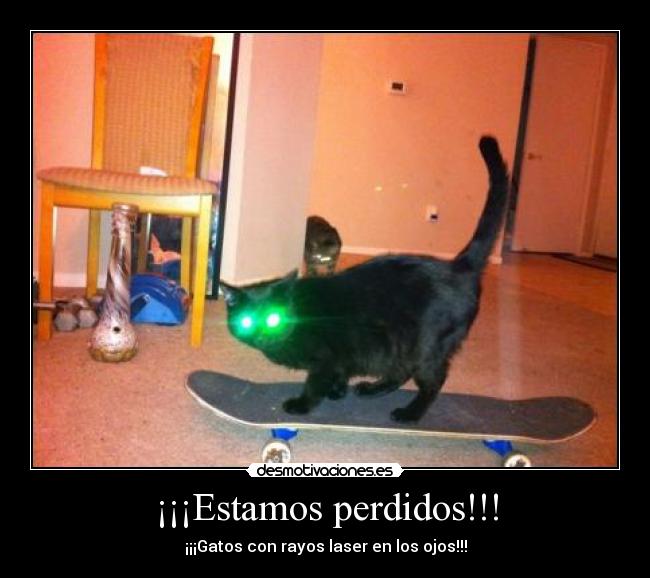¡¡¡Estamos perdidos!!! - ¡¡¡Gatos con rayos laser en los ojos!!!