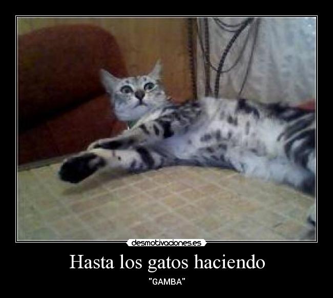 Hasta los gatos haciendo - GAMBA