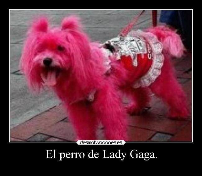 El perro de Lady Gaga. -