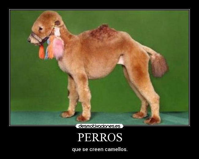 PERROS -