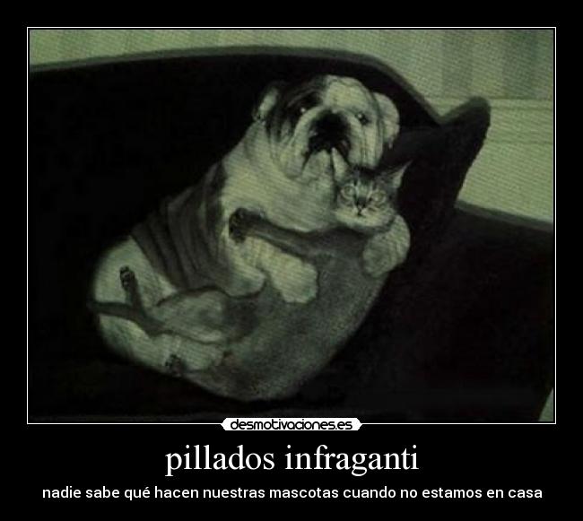 FOTOS PILLADOS IN FRAGANTI fotos pillados in fraganti: