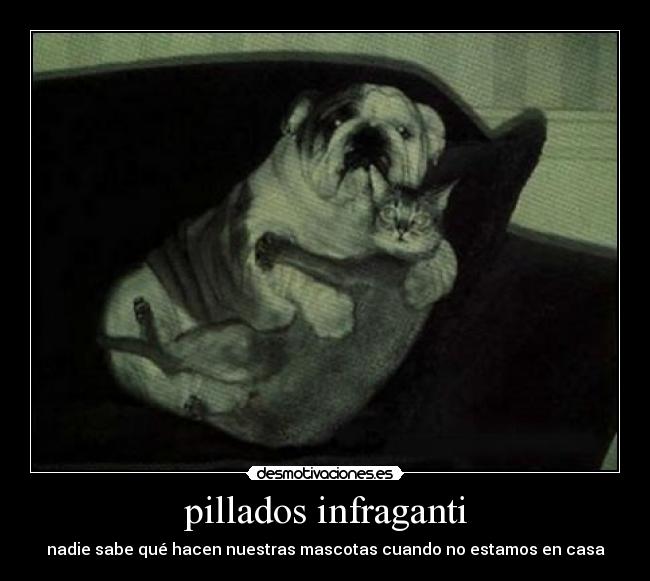 pillados infraganti - 