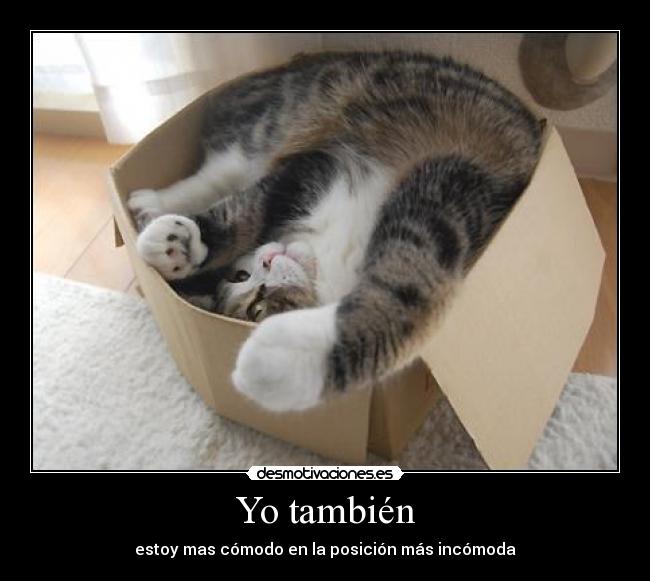 carteles gatoscomodo desmotivaciones