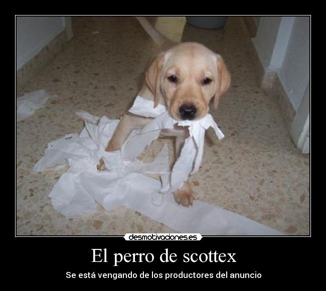 El perro de scottex -