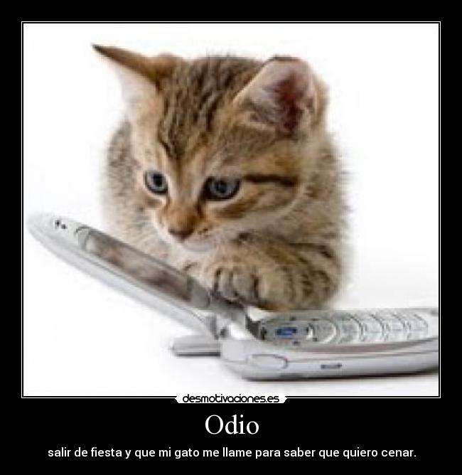 Odio - salir de fiesta y que mi gato me llame para saber que quiero cenar.