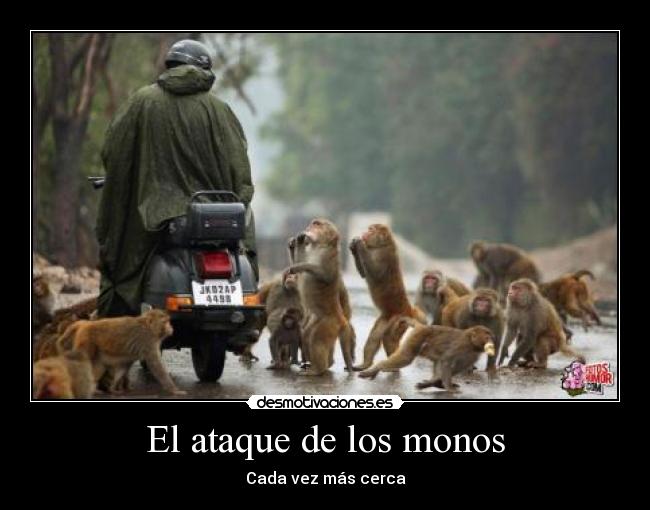 El ataque de los monos - Cada vez más cerca