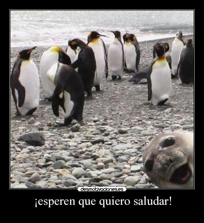 ¡esperen que quiero saludar! - 