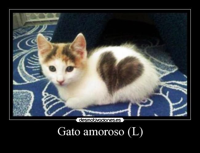 Gato amoroso (L) -