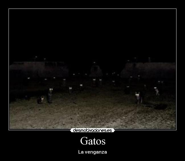 Gatos -