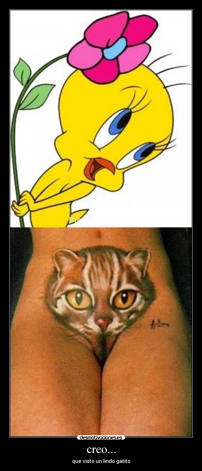 creo... - que visto un lindo gatito