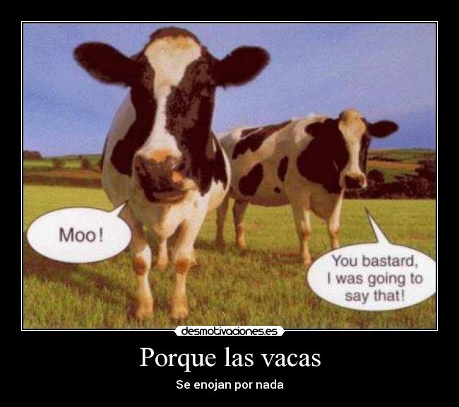Porque las vacas -