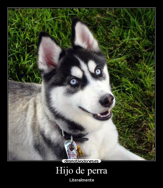 carteles perro husky siberiano animal guau desmotivaciones