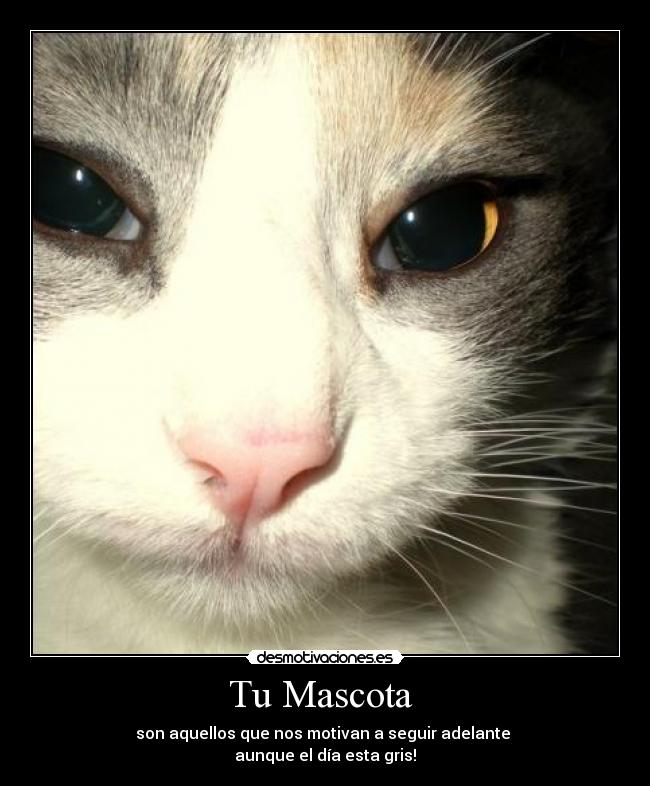 Tu Mascota - son aquellos que nos motivan a seguir adelante
aunque el día esta gris!