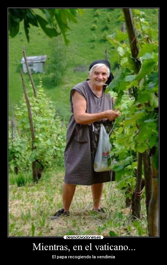 Mientras, en el vaticano... - El papa recogiendo la vendimia