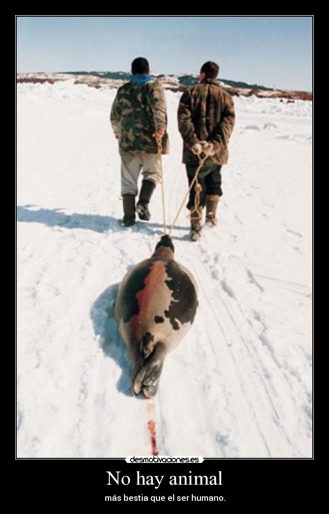 No hay animal -