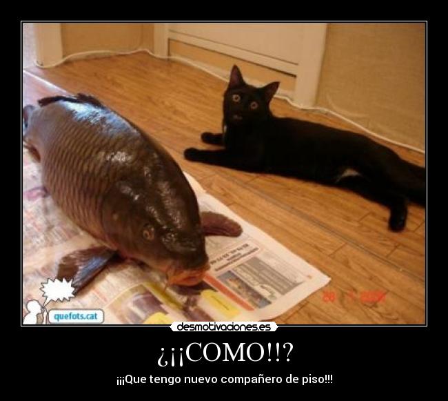 ¿¡¡COMO!!? - ¡¡¡Que tengo nuevo compañero de piso!!!