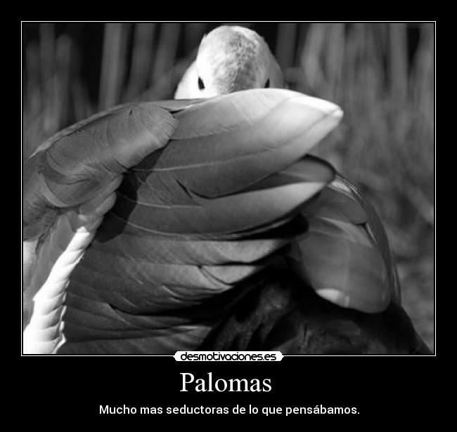Palomas  - Mucho mas seductoras de lo que pensábamos.