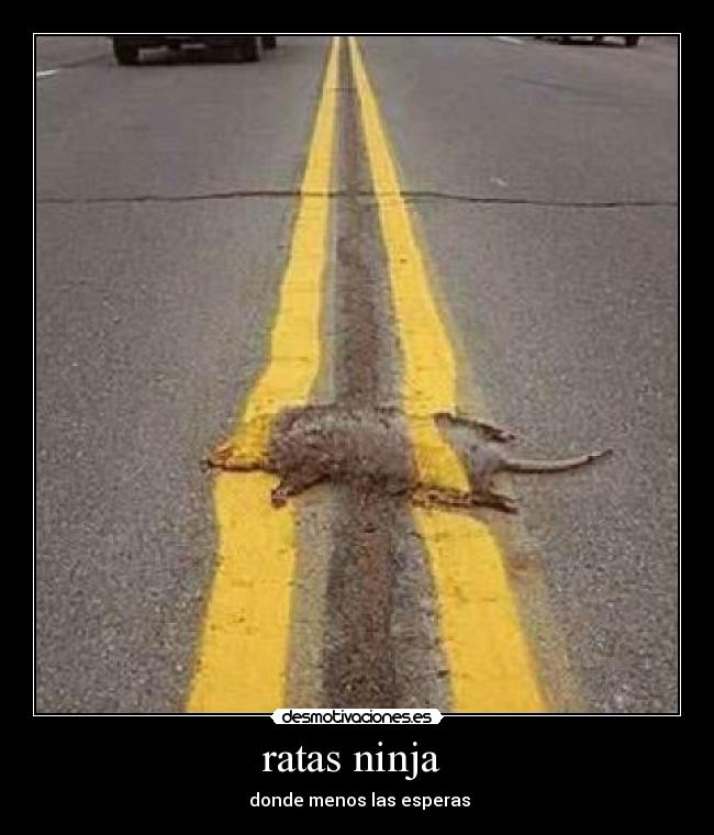 ratas ninja  - 