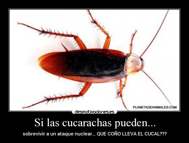 carteles las cucarachas pueden sobrevivir ataque nuclear que cono lleva cucal desmotivaciones