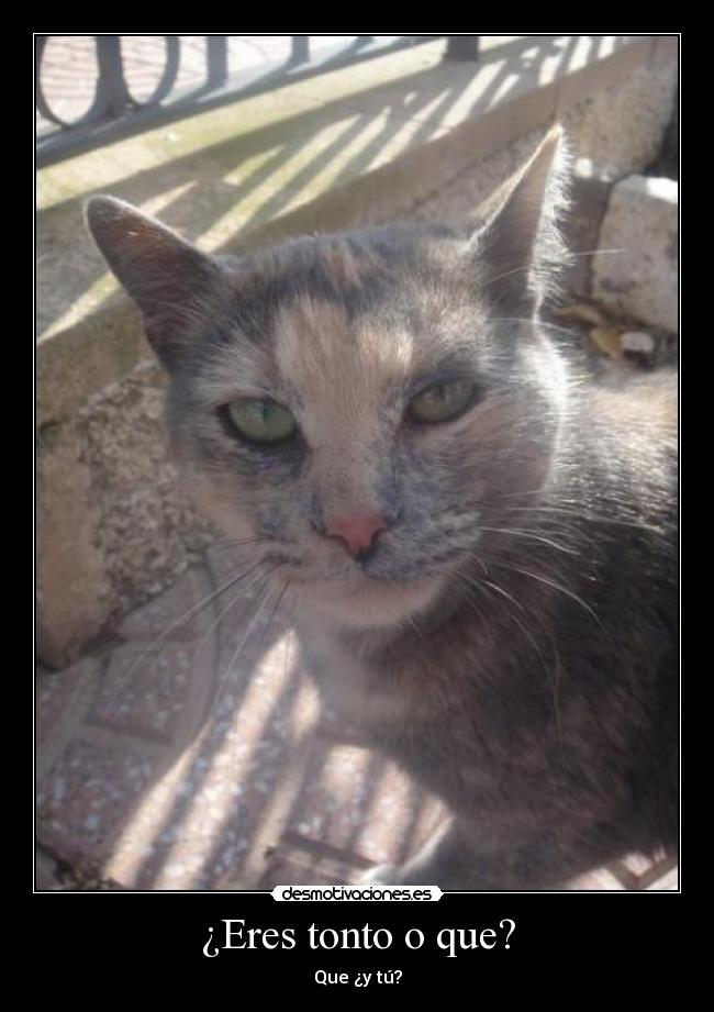 ¿Eres tonto o que? -