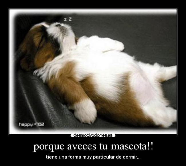 porque aveces tu mascota!! - tiene una forma muy particular de dormir...
