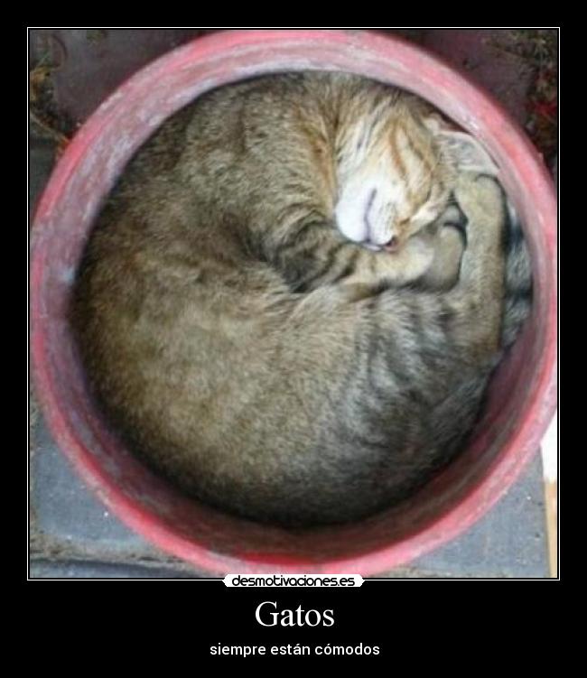 Gatos - siempre están cómodos