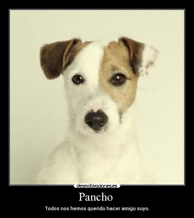 Pancho  - 