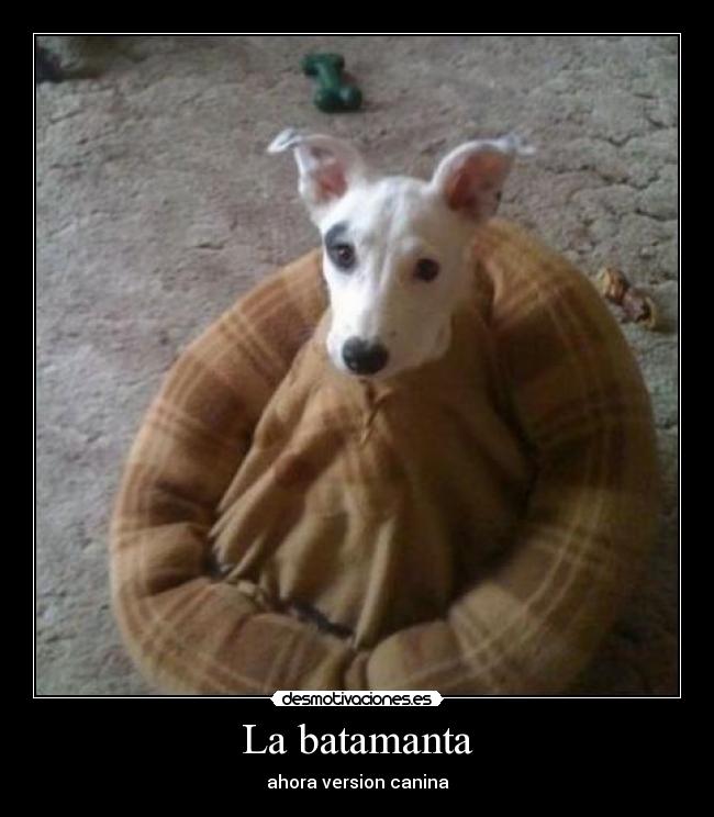 carteles perros desmotivaciones