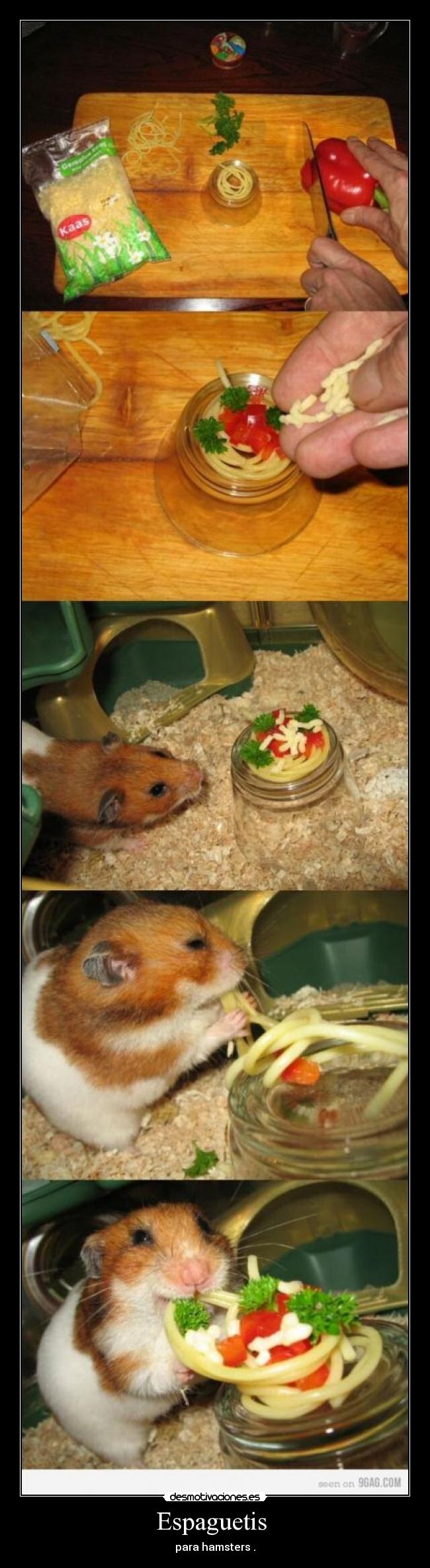  Espaguetis   - para hamsters .