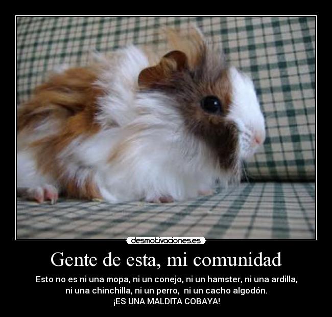 Gente de esta, mi comunidad - Esto no es ni una mopa, ni un conejo, ni un hamster, ni una ardilla,
ni una chinchilla, ni un perro, ni un cacho algodón.
¡ES UNA MALDITA COBAYA!