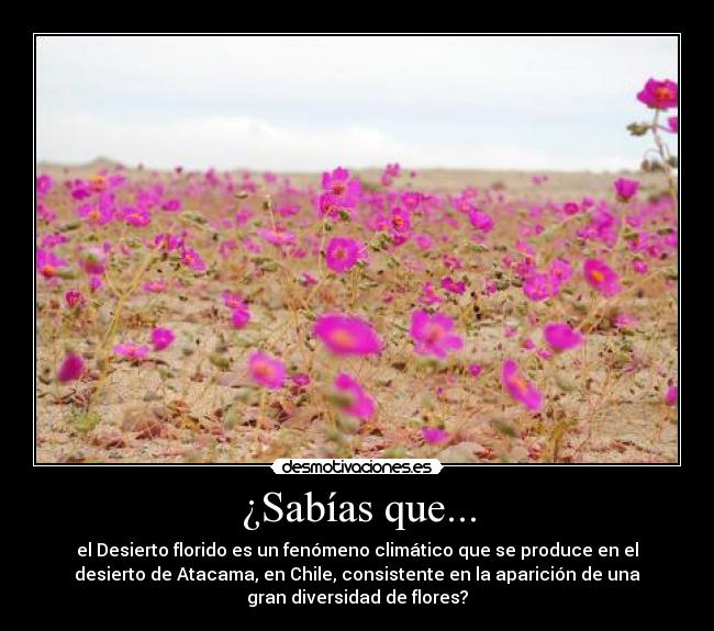 ¿Sabías que... - el Desierto florido es un fenómeno climático que se produce en el
desierto de Atacama, en Chile, consistente en la aparición de una
gran diversidad de flores?