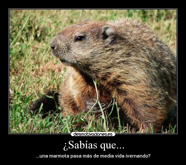 ¿Sabías que... - ...una marmota pasa más de media vida ivernando?