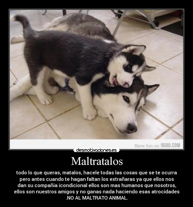 Maltratalos - todo lo que queras, matalos, hacele todas las cosas que se te ocurra
pero antes cuando te hagan faltan los extrañaras ya que ellos nos
dan su compañia icondicional ellos son mas humanos que nosotros,
ellos son nuestros amigos y no ganas nada haciendo esas atrocidades
.NO AL MALTRATO ANIMAL.
