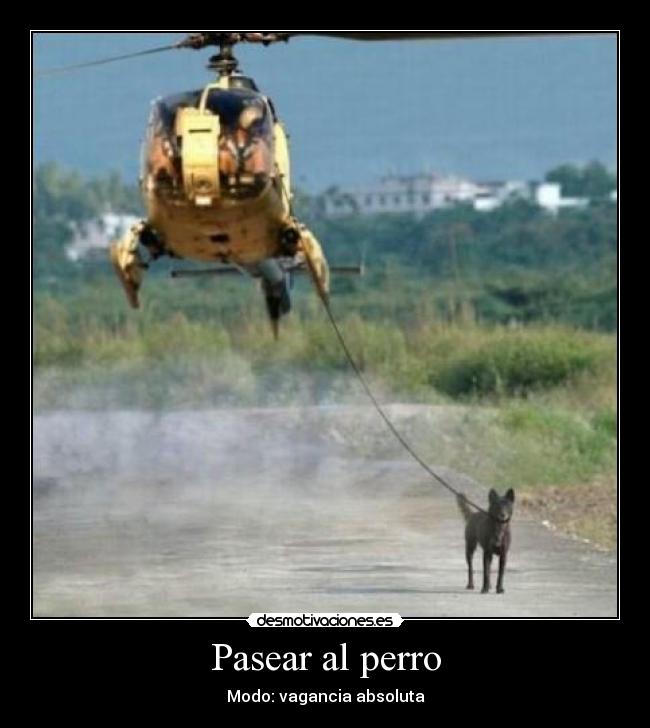 carteles perro pasear desmotivaciones