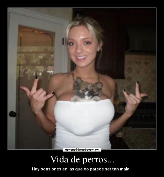 Vida de perros... - Hay ocasiones en las que no parece ser tan mala !!