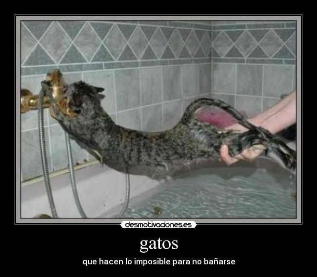 gatos - que hacen lo imposible para no bañarse