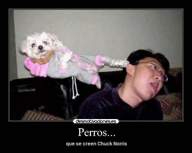 Perros... - que se creen Chuck Norris