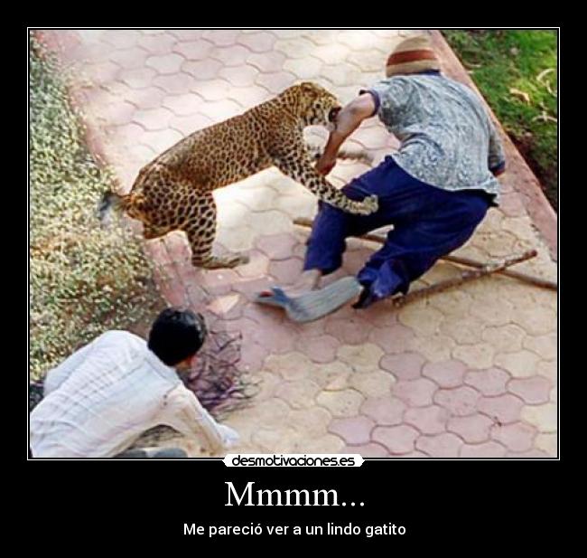 Mmmm... - Me pareció ver a un lindo gatito