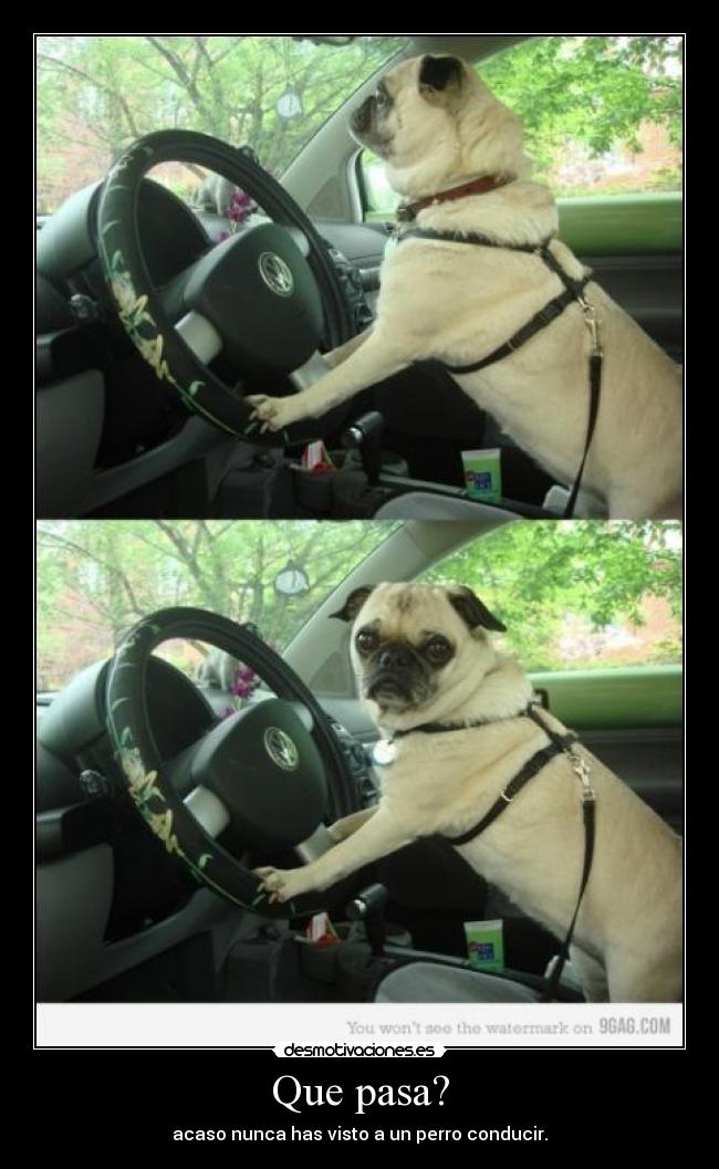Que pasa? - acaso nunca has visto a un perro conducir.