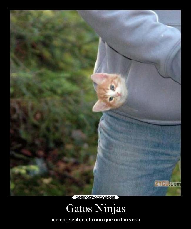 Gatos Ninjas -