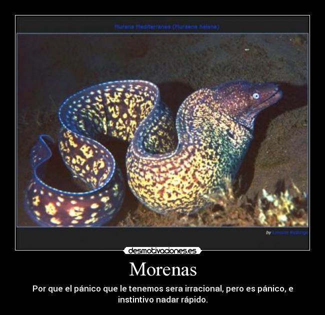 carteles morena murena helena panico miedo nadar correr marino animal desmotivaciones