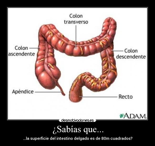 ¿Sabías que... - ...la superficie del intestino delgado es de 80m cuadrados?