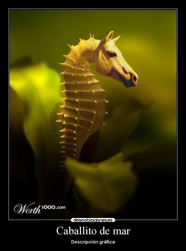 Caballito de mar - 