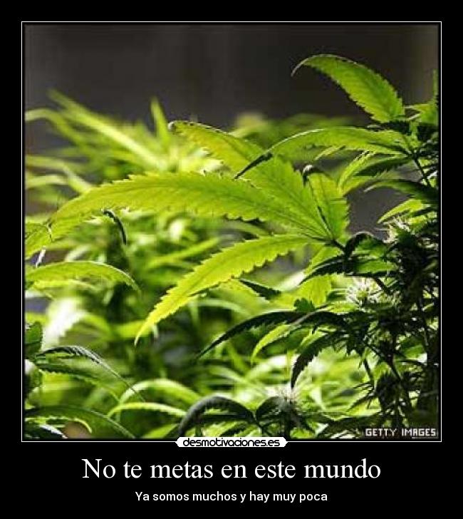 No te metas en este mundo - 